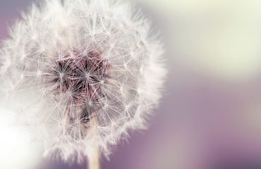 airborne allergens