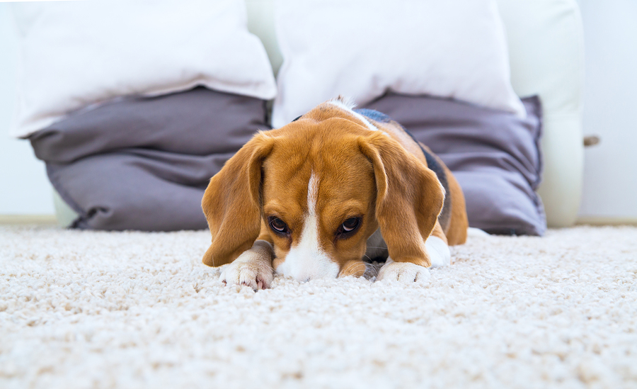 pet allergy